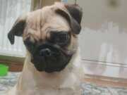 4 aylık safkan pug mops dişi 