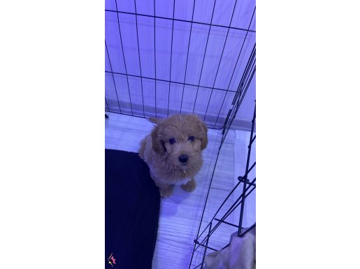 çok sevimli bi okadarda oyuncu eğitimli maltipoo eşyalarıyla