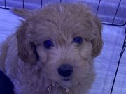 çok sevimli bi okadarda oyuncu eğitimli maltipoo eşyalarıyla