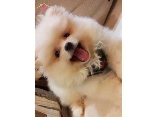 Yeni sahibini arıyor 