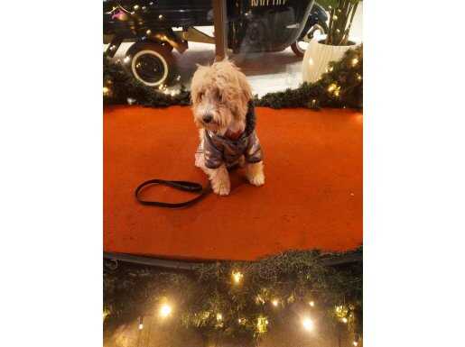 Maltipo 4 aylık bebek prenses