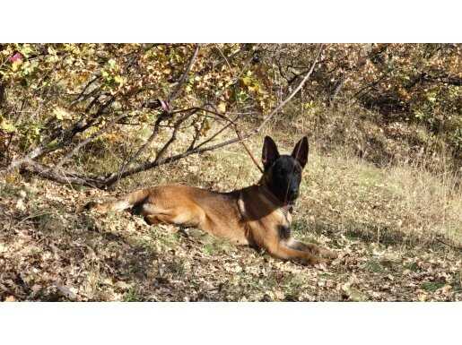 4 AYLIK BELÇİKA MALİNOS 