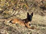 4 AYLIK BELÇİKA MALİNOS 