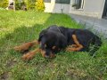 3,5 Aylık Koca Kafalı Rottweiler