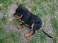 3,5 Aylık Koca Kafalı Rottweiler