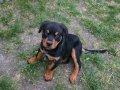 3,5 Aylık Koca Kafalı Rottweiler