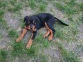 3,5 Aylık Koca Kafalı Rottweiler