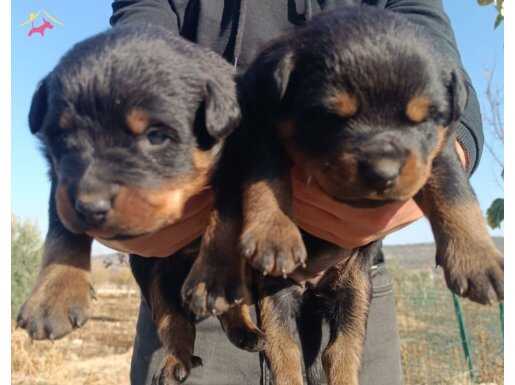 Orjinal Rottweiler Yavruları.