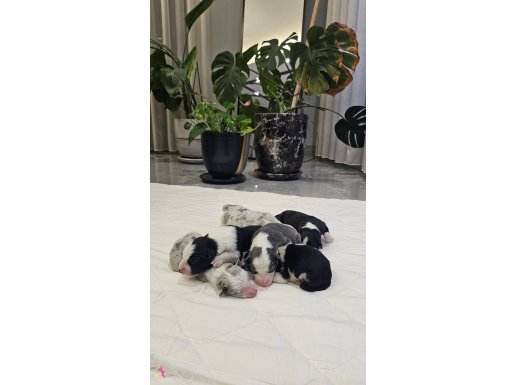 Efsane Border Collie yavrularım 