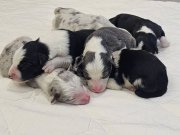 Harika Desen ve Renklerde Border Collie Yavruları 