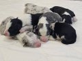 Harika Desen ve Renklerde Border Collie Yavruları 