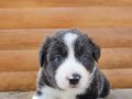 Antalya Harika Border Collie Yavruları