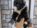 Antalya Harika Border Collie Yavruları