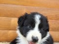Antalya Harika Border Collie Yavruları