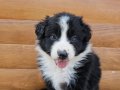 Antalya Harika Border Collie Yavruları