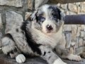 Antalya Harika Border Collie Yavruları
