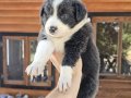 Antalya Harika Border Collie Yavruları