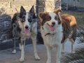 Antalya Harika Border Collie Yavruları
