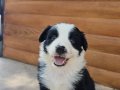 Antalya Harika Border Collie Yavruları