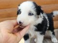Antalya Harika Border Collie Yavruları