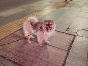 Acil vermem gerekiyor uygulamadanda yazabilirsiniz