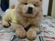 Chow chow mor dil 