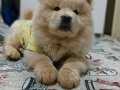 Chow chow mor dil 
