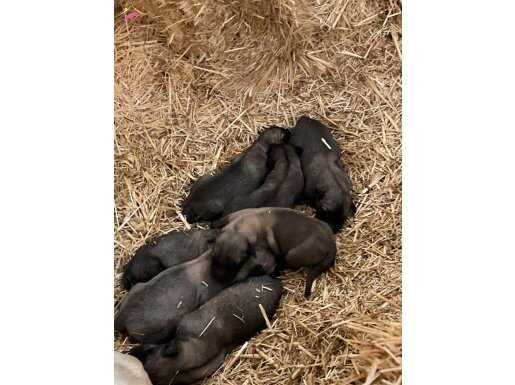 0536 896 1308  bu numaradan ulaşabilirsiniz 