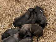 0536 896 1308  bu numaradan ulaşabilirsiniz 