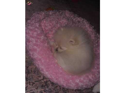 Çok oyuncu kızımız pamuk