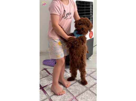 2 nisan doğumlu wc eğitimli erkek