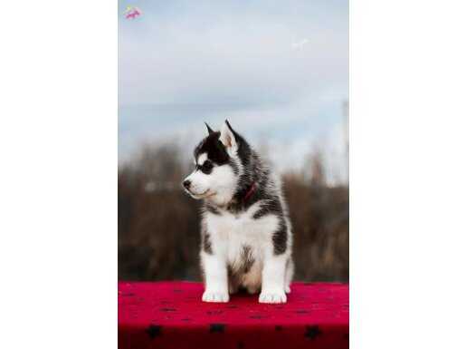 Safkan Husky Bebeklerimiz