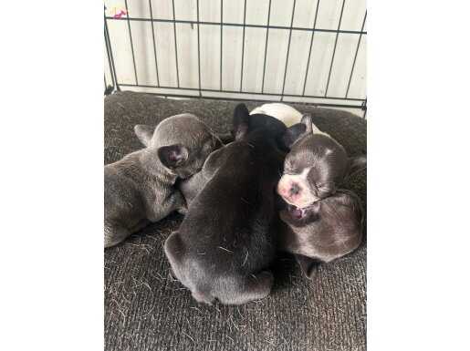 Safkan French Bulldog Yavularımız