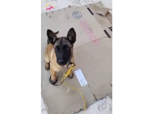 Belçika kurdu yavru 