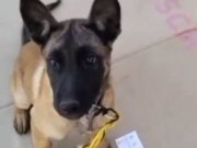 Belçika kurdu yavru 