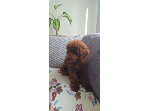 Yakısıklı oglumuz