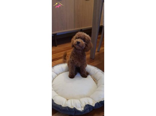 Yakisikli oglumuz...