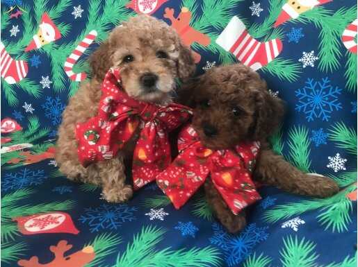 Harika minik sekerler 