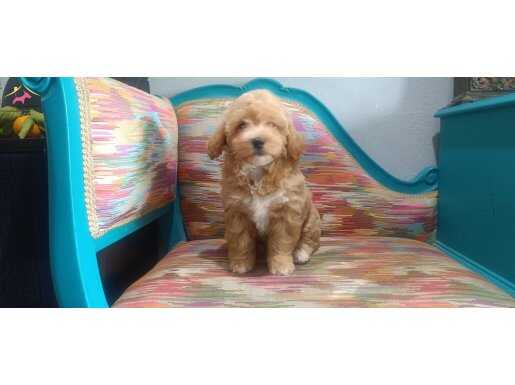 Harika efsane minikler 