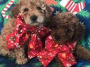 Harika minik sekerler 