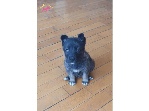 Alman Kurdu Yavru Köpeğim Yeni Yuvasını Bekliyor