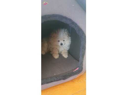 Pamuk Şekeri Tadında Safkan Pomeranian Boo - Sosyal Kelebeğiniz Olsun!