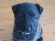 Belçika Malinois Yavrum  Yeni Yuvasını Bekliyor
