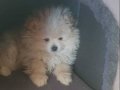 Pamuk Şekeri Tadında Safkan Pomeranian Boo - Sosyal Kelebeğiniz Olsun!