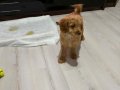 2.5 aylık aşıları yapılmış acil