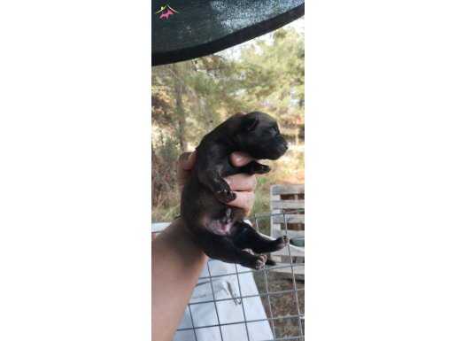 SAFKAN PERİ BAŞKA CİN BAŞKA 