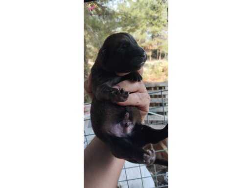 SAF KAN BELÇİKA MALİNOİS