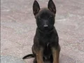 DENİZLİ MALİNOİS