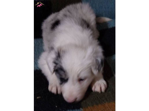 6 Aralık Doğumlu Yavrularımız