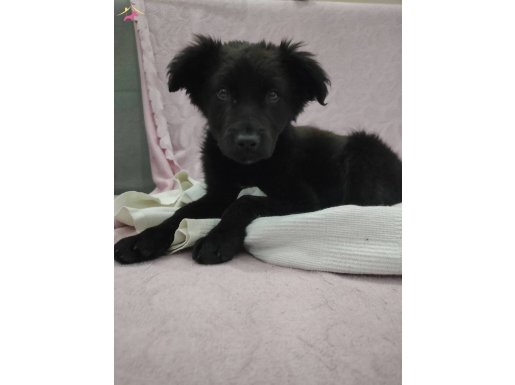 Flat coated retriever